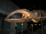 The North Atlantic Right Whale skeleton on display at the New England Aquarium, Boston, MA